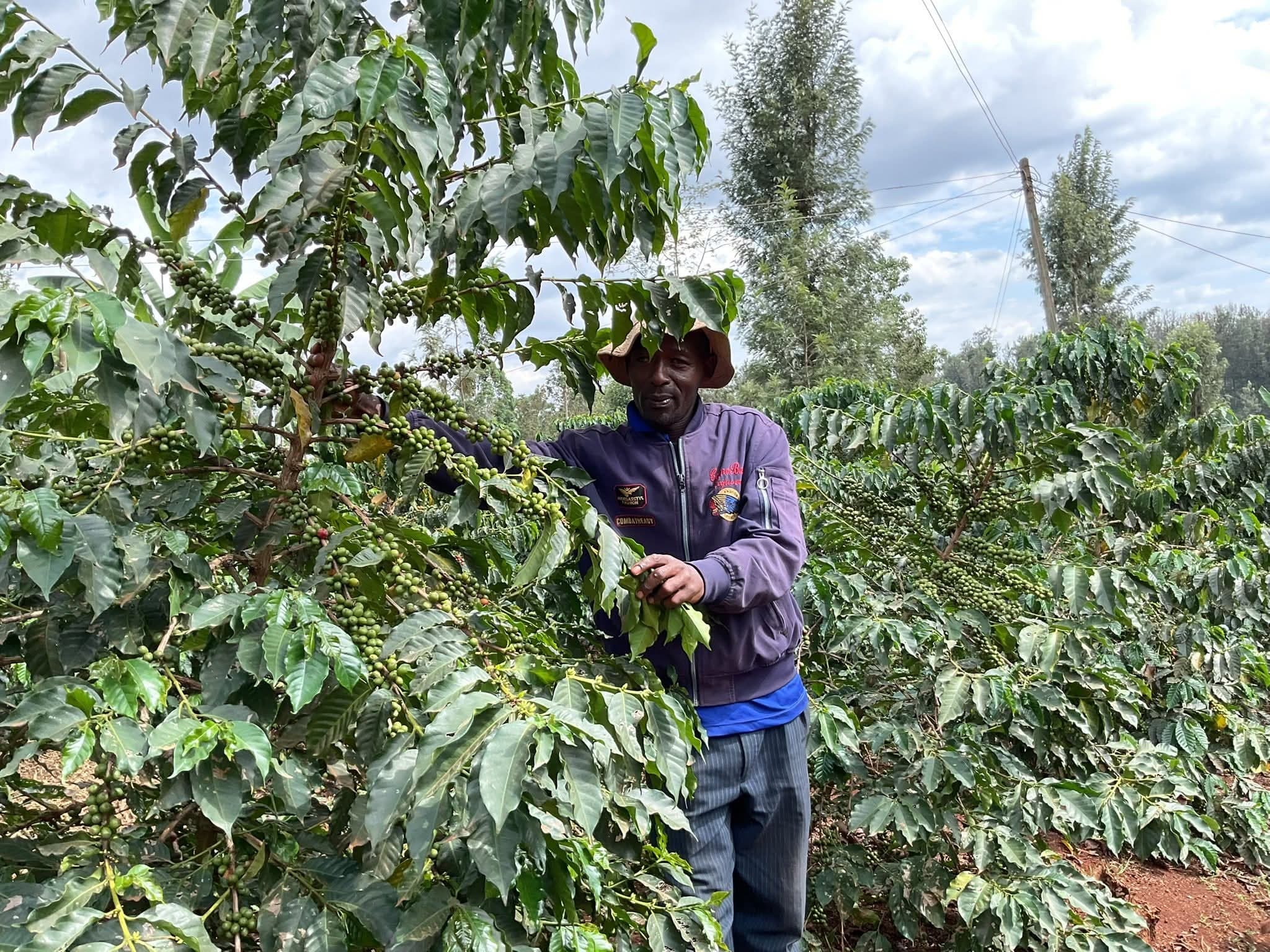 Coffee farm landscape placeholder background
