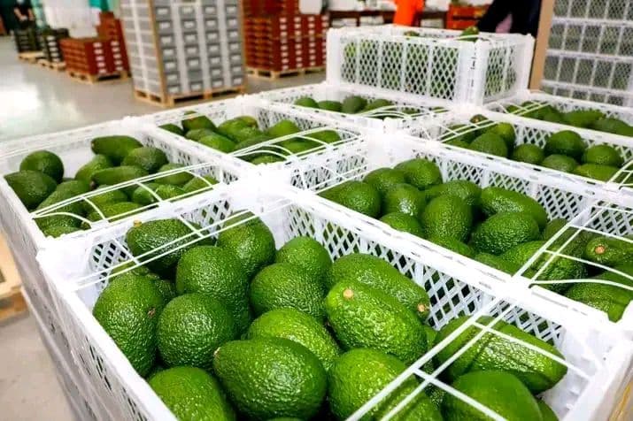 Avocado at the Packhouse