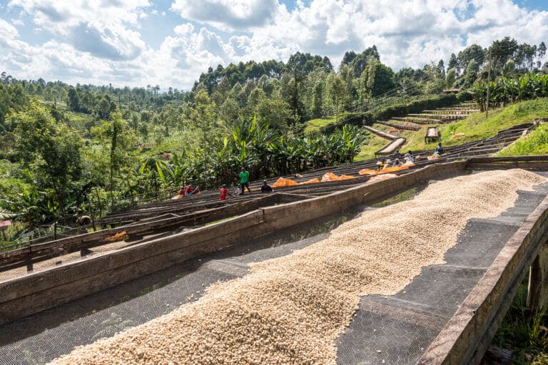 Coffee grading and processing
