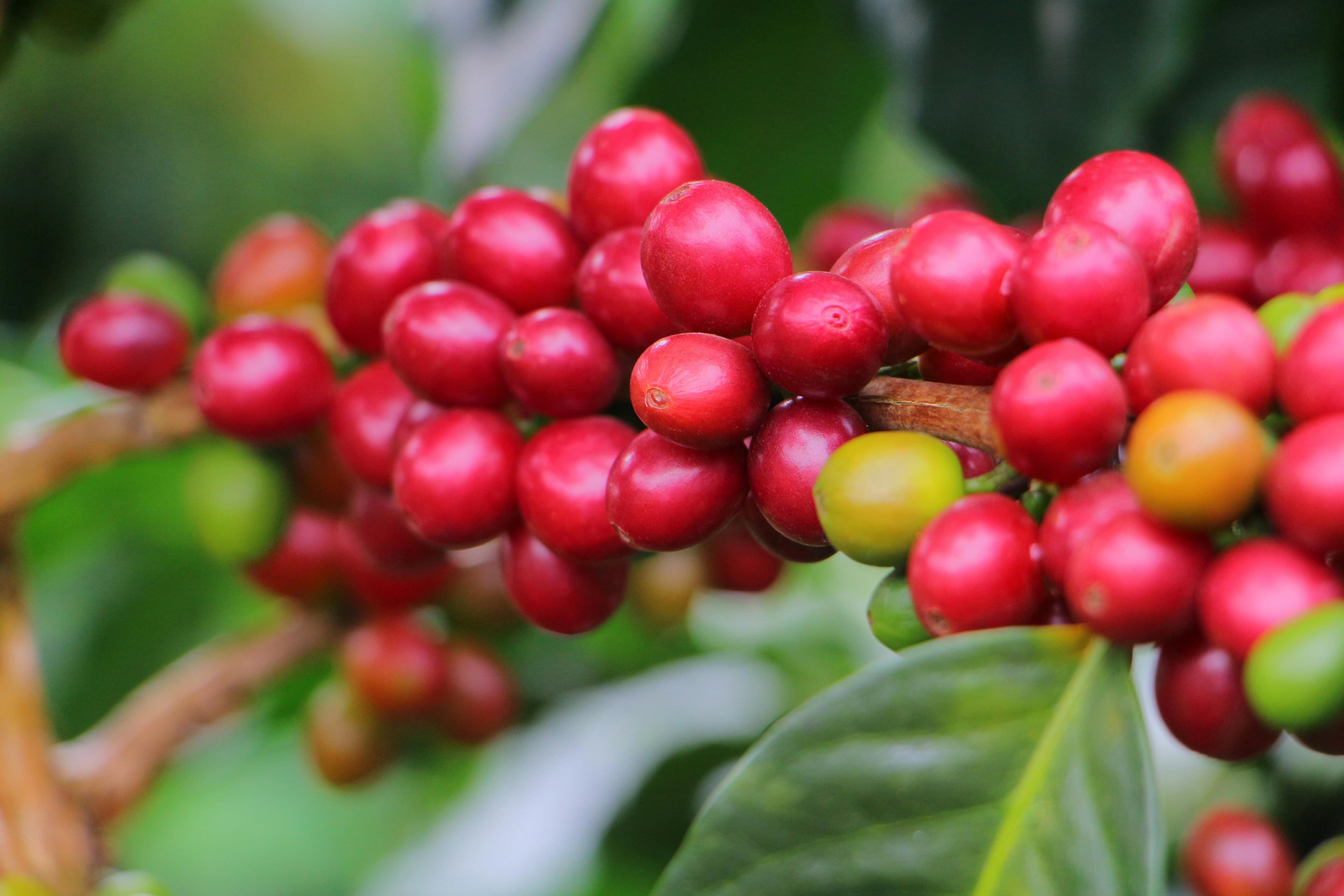 Kenyan coffee sourcing region