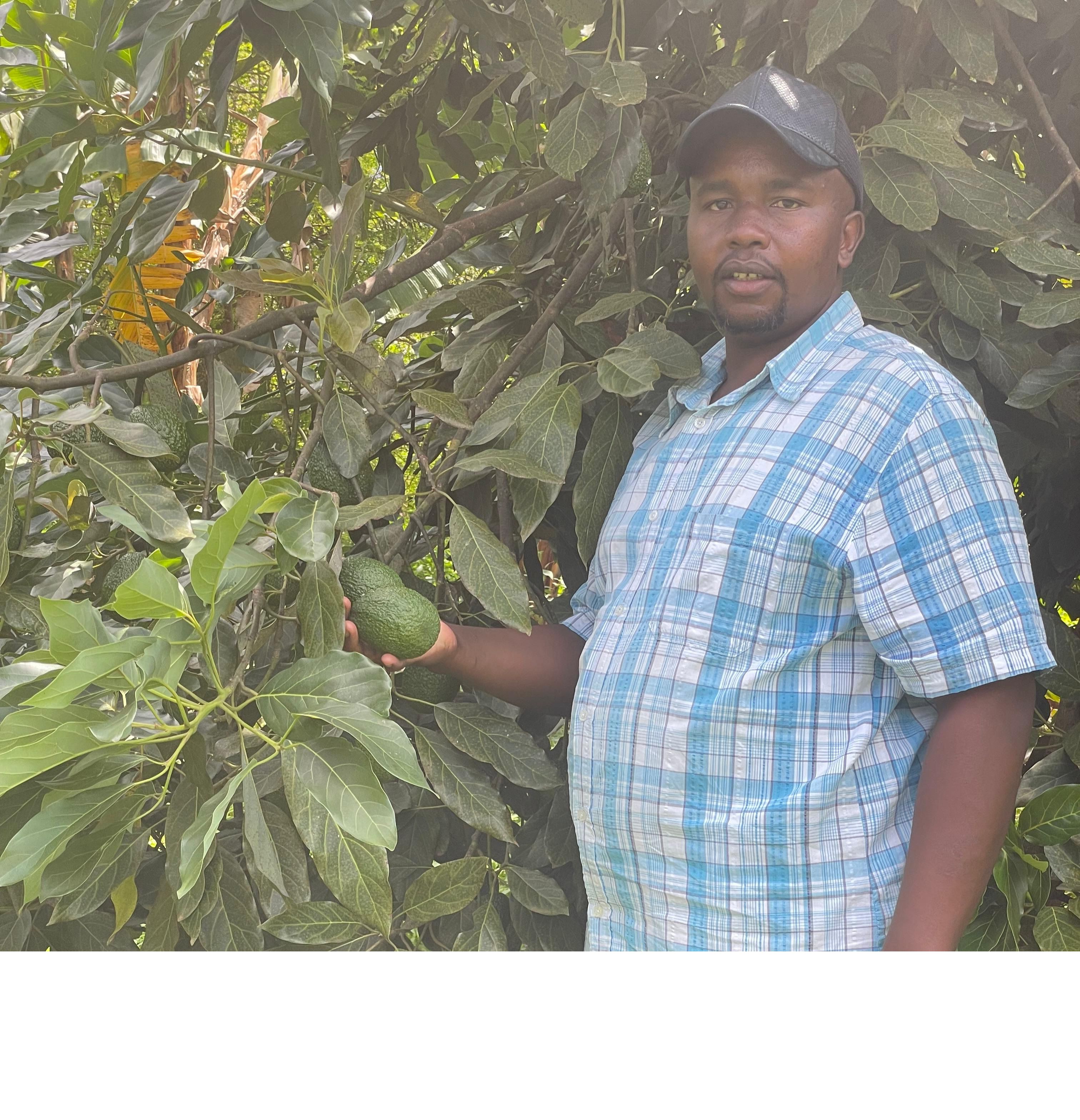 Avocado Farm Background